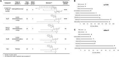 A Direct Role for the CD1b Endogenous Spacer in the Recognition of a Mycobacterium tuberculosis Antigen by T-Cell Receptors